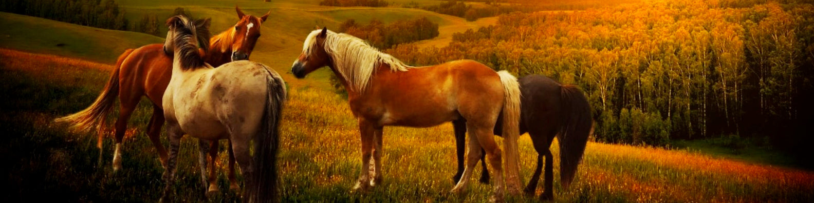 5 Happy Animal Facts That Will Make You Smile