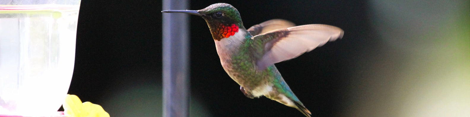 14 Unusual Facts About Hummingbirds