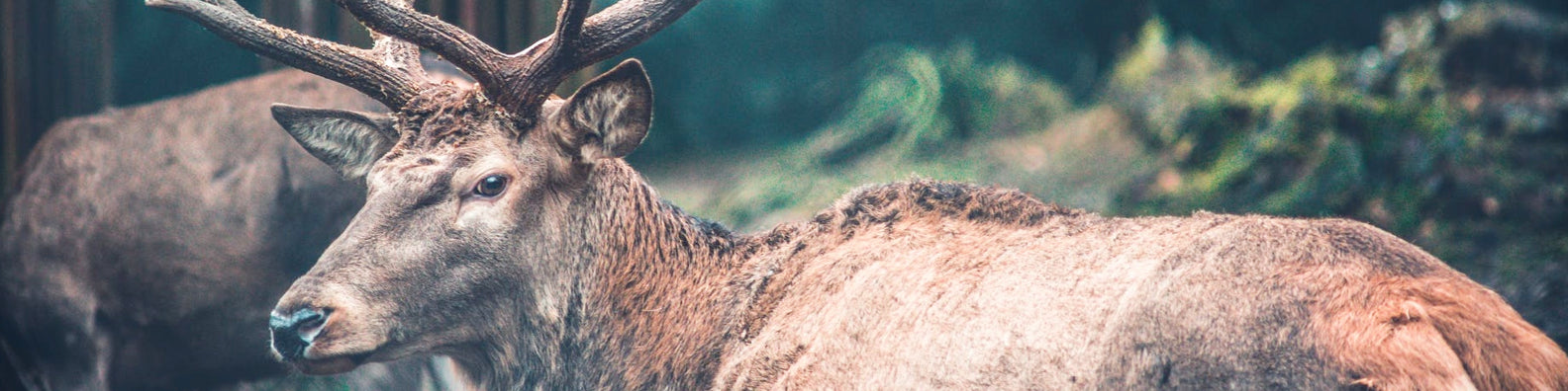 5 Reindeer Facts You Didn't Know
