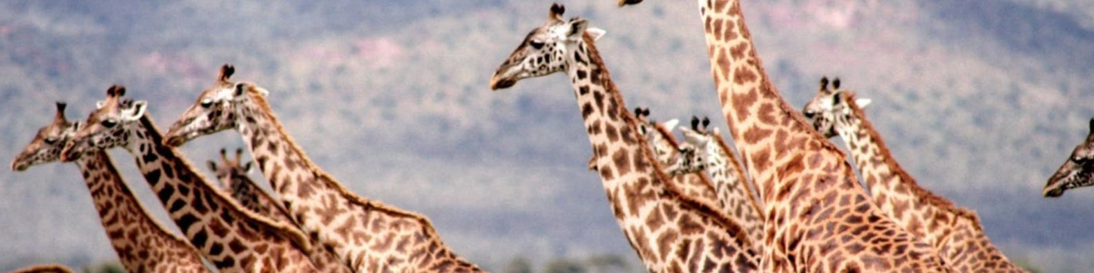 21 Things You Didn't Know About Giraffes