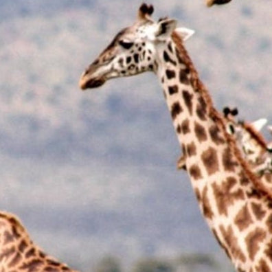 21 Things You Didn't Know About Giraffes