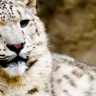 Four Snow Leopards Found in Pakistan