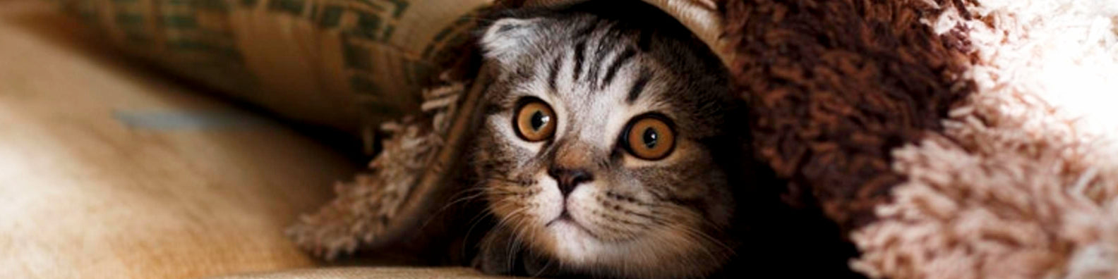cat under rug