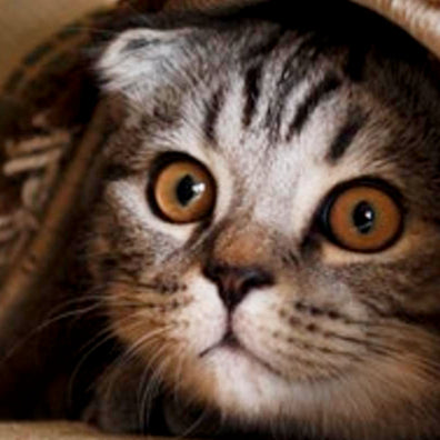 cat under rug