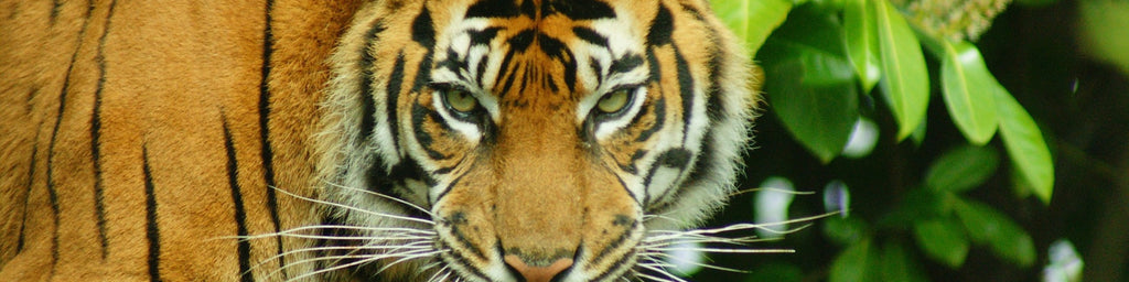 Sumatran tigers on path to recovery