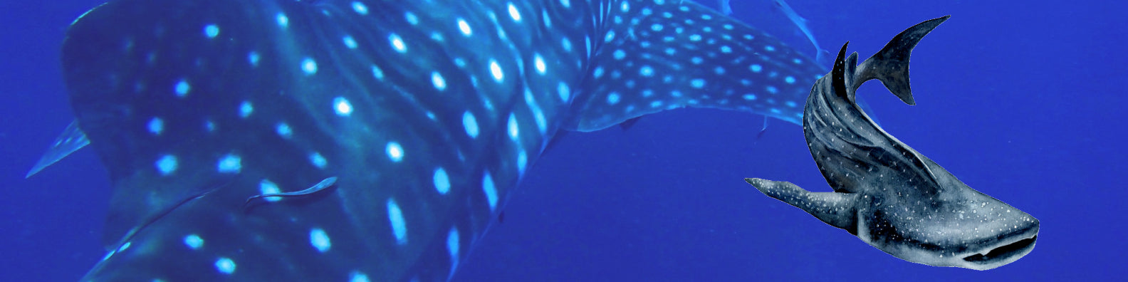 Whale Sharks - Mysterious Gentle Giants of the Ocean