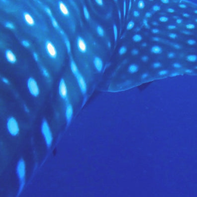 Whale Sharks - Mysterious Gentle Giants of the Ocean