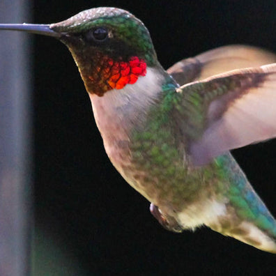 14 Unusual Facts About Hummingbirds