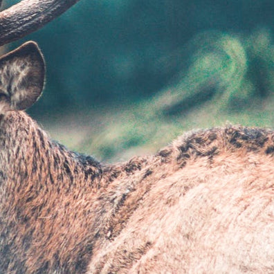 5 Reindeer Facts You Didn't Know