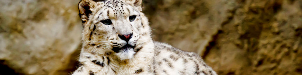 Four Snow Leopards Found in Pakistan