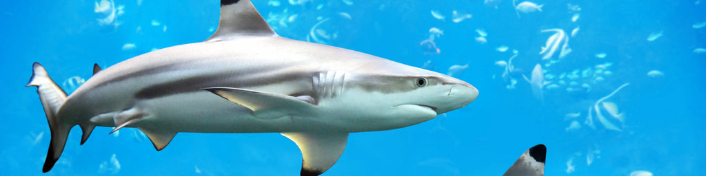 12 Amazing Shark Facts