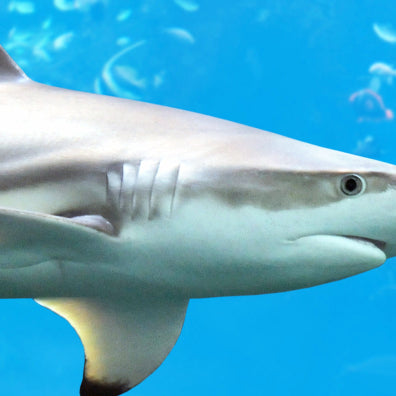 12 Amazing Shark Facts