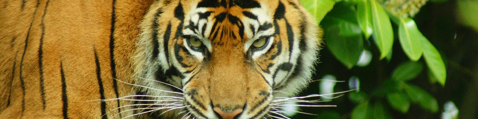 Sumatran tigers on path to recovery