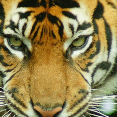 Sumatran tigers on path to recovery