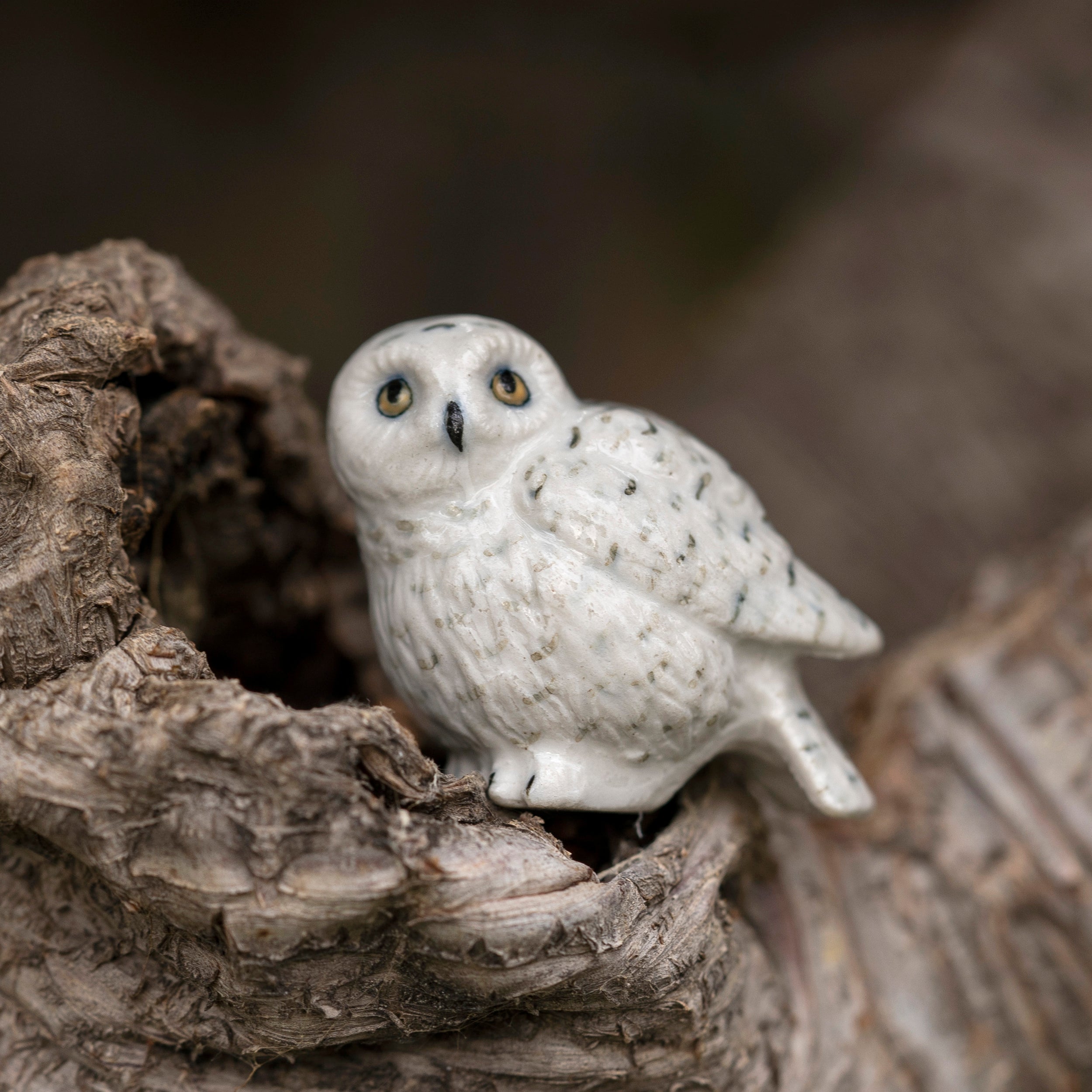 Snowy Owl 