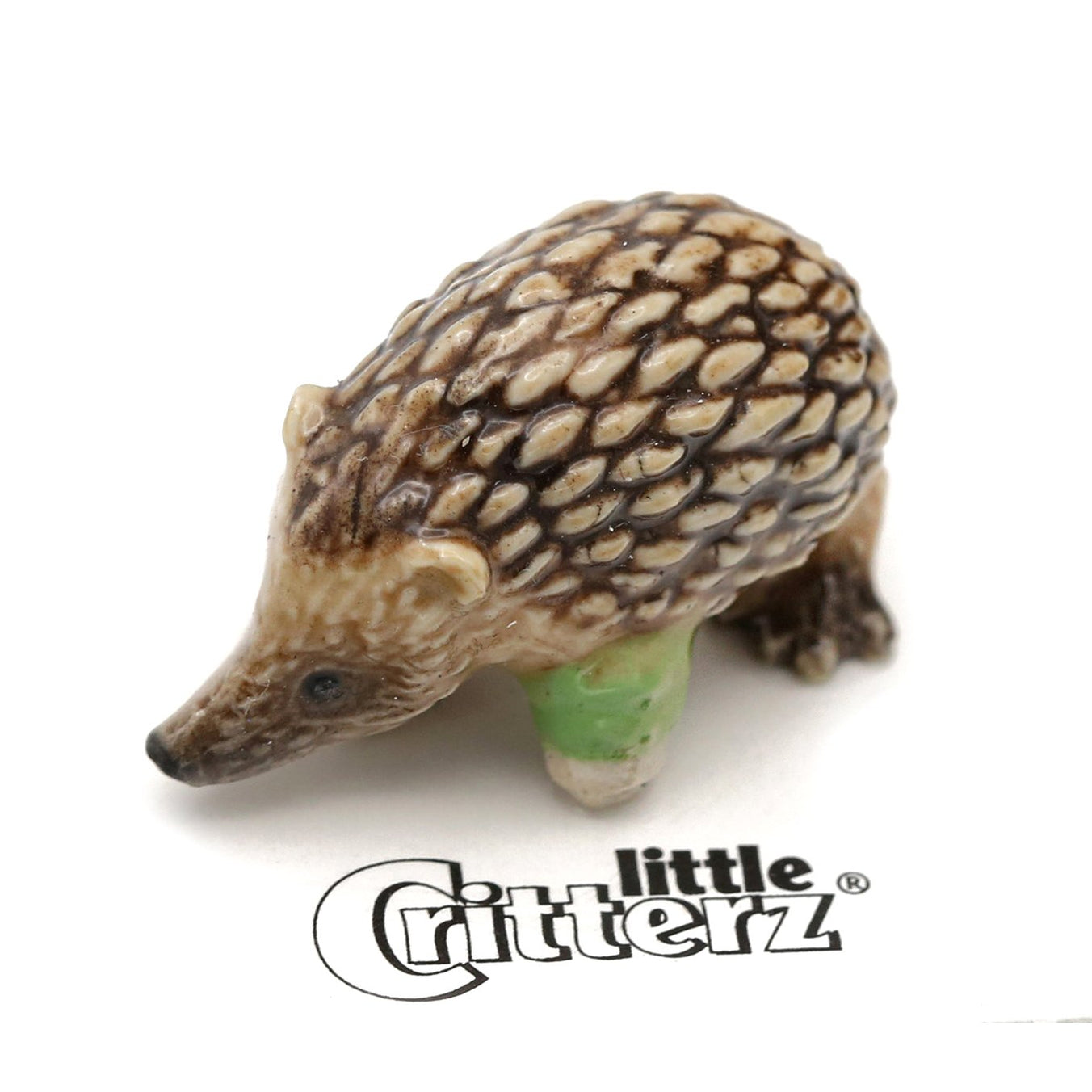 Special Offers — Little Critterz